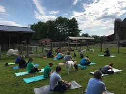 Maybe you would like to learn more about one of these? Why Goat Yoga Water And Rock Studio