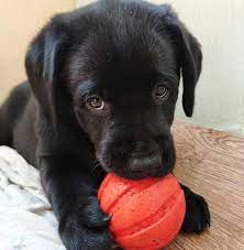50 Female Black Lab Dog Names Black Labs Dogs Lab Dogs Dog Names