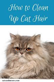 Long Haired Kitty How To Clean Up Cat Hair Cats And Meows Cat Hair Cats Cat Care