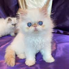 All our kittens are born, babied, and loved underfoot in our home. Learn More About Persian Kittens