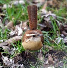 Birds Native To North Carolina Carolina Wren Back Yard Birds Of North Carolina Wild Birds Unlimited Backyard Birds Wild Birds