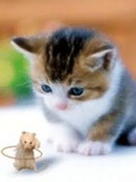 Minnos Ile Farecik Kediler Ve Yavrulari Cute Kittens Komik Hayvanlar