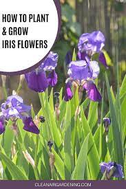 How To Grow Iris Flowers Clean Air Gardening Growing Irises Iris Flowers Flowers
