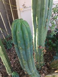 It is one of the four most sacred plants of peru, along with tobacco, ayahuasca and coca. Help Is This San Pedro Or A Lookalike Want To Be Sure And I M New To This Any Tips On How To Differentiate Sp From Other Cacti Are Welcome Sanpedrocactus