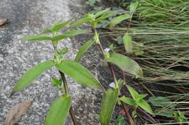 Image result for Cyanotis axillaris