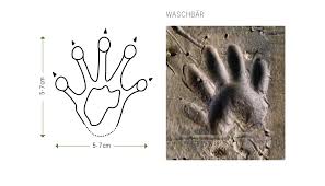 Animal tracks are used by hunters in tracking their prey and by naturalists to identify animals living in a given area. Footprints Otter Spotter