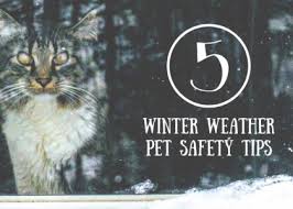 Top Rated Local Veterinarians North Elm Animal Hospital