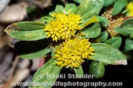 Image result for Flaveria trinervia