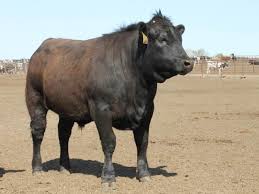 Beef Genetics Make Jersey Bull Calves 10 Times As Profitable