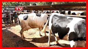 Wa gūkūrana ndege mĩthemba 16, kasarani uriithia wa nguruwe: Urimi Wa Ng Ombe Mugambo Wa Murimi Youtube