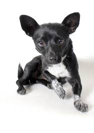 Black And White Rat Terrier Chihuahua Mix Nori2 Jpg Rat Terrier Mix Pets Rat Terriers