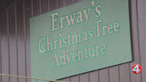 Popular local Christmas tree farm returns
