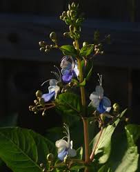 Image result for Rotheca myricoides