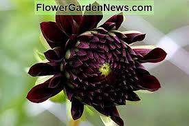 Dahlia adalah bunga nasional negara meksiko yang juga merupakan negara asal bunga ini. Dahlia Lauren Michele Tips Berguna Tukang Kebun Dan Tukang Kebun 2021