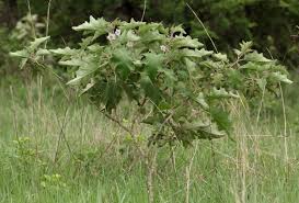 Image result for Solanum campylacanthum 'incanum type'