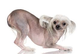 We did not find results for: Chinese Crested Information And Pictures Petguide