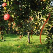 Zu spät gepflückte früchte sind ebenfalls kein gaumenschmaus, denn mehliges, matschiges fruchtfleisch und braune fäulnisflecken verderben den genuss. Kostenlos Obst Pflucken Ausdrucklich Erwunscht Natur Freie Burger Fur Baden Baden