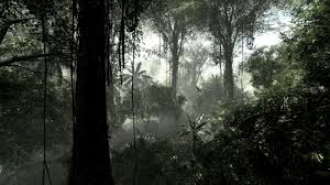 Dark Jungle Google Paieska Forest Wallpaper Computer Wallpaper Desktop Wallpapers Jungle Wallpaper