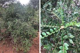 Image result for Zanthoxylum gilletii