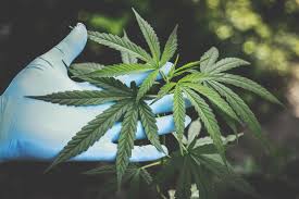 During the vegetative stage, cannabis thrives best when provided cool daytime blue light with approximately 6,400 kelvins. The Entrepreneur S Guide To Growing Cannabis Outdoors