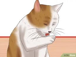 While many cats live with fleas and show minimal signs of infestation, control is advisable because: How To Check Cats For Fleas 13 Steps With Pictures Wikihow Pet