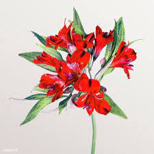 Download Premium Psd Of Fresh Red Alstroemeria Flower Isolated On Beige White Lily Flower Macro Photography Flowers Delphinium Flowers
