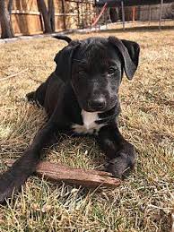 Standard and miniature and three distinct coat types: Kira Golden Retriever Puppy Female Female Golden Retriever Puppy For Sale In Colorado Springs Co 5507434725 Dogs On Oodle Classifieds