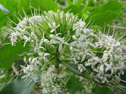 Image result for Pavetta sp. F