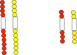 Mitosis occurs in somatic cells of plants and animals. Modeling Mitosis And Meiosis Activity Biology Oer