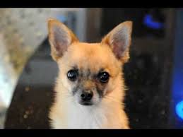 Short hair vs long hair chihuahuas. What Is A Pomchi Your Guide To The Pomeranian Chihuahua Mix K9 Web