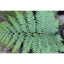 Image result for Cyphia brachyandra