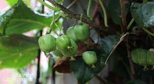 Maybe you would like to learn more about one of these? Growing Kiwi Fruit It S Easier Than You Think