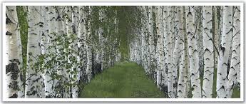 New and best 97,000 of desktop wallpapers, hd backgrounds for pc & mac, laptop, tablet, mobile phone. J P London Pan5260 Ustrip Path Between Line Of Birch Trees High Resolution Peel Stick Removable Wallpaper St Wallpaper Stickers Removable Wallpaper Birch Tree