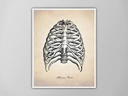 Each pair is numbered based on their attachment to the sternum, a bony process at the front of the rib cage which serves as an anchor point. Amazon Com Human Rib Cage Art Print Anatomy Drawing Human Ribs Medical Wall Art Decor Human Anatomy Human Anatomy Ribcage Drawing Skeleton Print Handmade