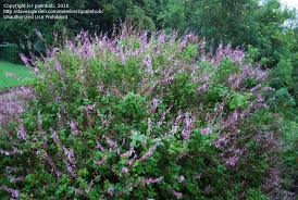 Image result for Ocimum labiatum