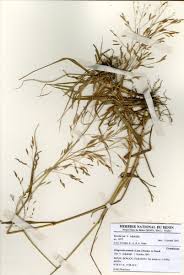 Image result for Heteranthoecia  guineensis