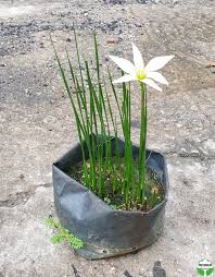 Image result for Zephyranthes candida