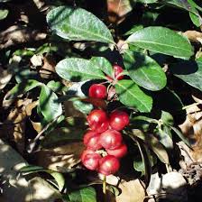 Image result for Indigofera fuscobarbata