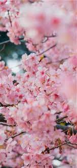 Free peach path iphone 6 wallpapers, iphone 6 wallpapers download, more than 10,000 wallpapers hd in 750x1334 resolution, main category: Cherry Blossom Iphone X Hd Wallpapers Ilikewallpaper