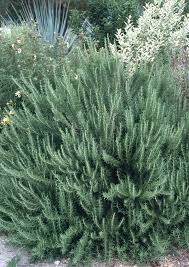 Image result for Rosmarinus officinalis