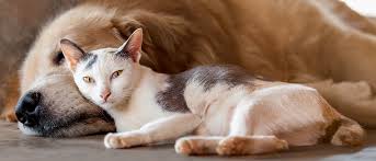 Kedilerin Neye Ihtiyac Duyar Royal Canin Royal Canin