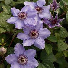 Clematis still waters clematis x 'zostiwa' (pw) common name: Clematis Still Waters