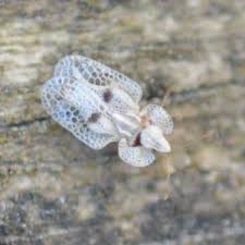 Image result for Pycnostachys ciliata