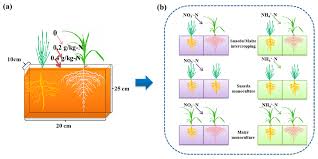 Image result for Suaeda sp. B