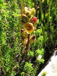Image result for Alectra sessiliflora