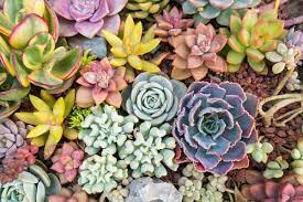 We did not find results for: 9 Best Plants For Pots All Year Round My Beautiful Mess