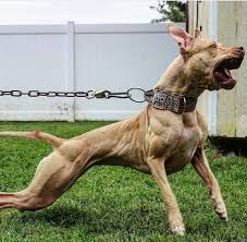 Black pitbull , american pitbull terrier , apbt , pitbull , pit bull puppy , adba , rednose , rednose puppy , apbt , game dog , working pitbull , conditioned apbt , bull dogs, real pit bulls, buck skin , black apbt , bulldog , dog men , #pitbull #dog. Conditioned And Working Dogs On Instagram Kaseydaylighter Use Lowfatdogies To Be Featured Apbt Americanpitbu American Pitbull Terrier Dogs Working Dogs