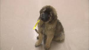 Maybe you would like to learn more about one of these? Photos 68 Dogs Rescued From Filthy Puppy Mill In Northwest Indiana Abc7 San Francisco