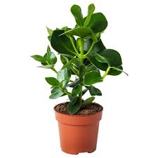 Clusia Szerezd Be Itt Noveny Ikea Plants Clusia Easy Care Plants