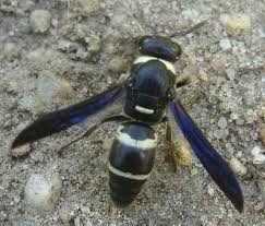 Black And White Wasp Wasp Black And White Black